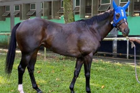 Gray’s miracle horse back from the grave