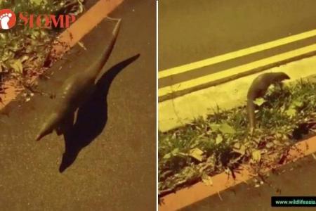 Adorable baby pangolin 'mistakes' man for its father