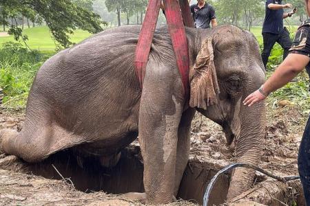 Baby elephant pulled from Thailand manhole in dramatic rescue