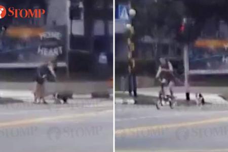 SPCA seeking identity of man seen caning dog, dragging it by leash in Yishun