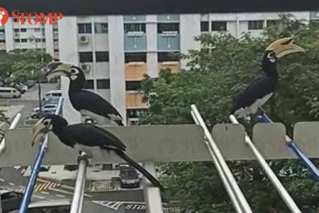 Hornbills give Bukit Purmei resident a private bird show