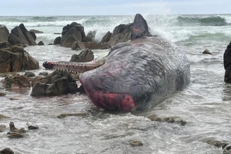 Mass stranding kills 14 whales in Australia