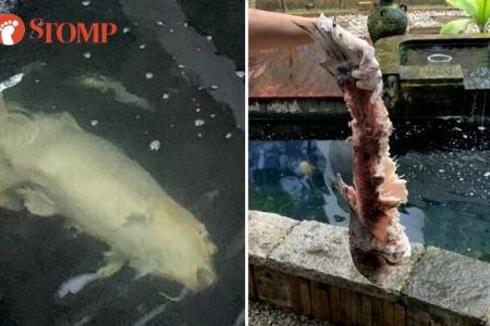 Otters in Bukit Timah 'murdered' prized koi