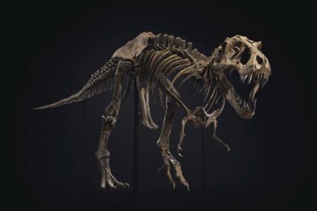 Walk-in queue available at upcoming T. rex skeleton showcase 