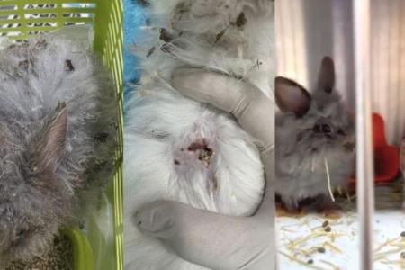 Rabbits with maggots on their fur found abandoned in Bukit Batok Park