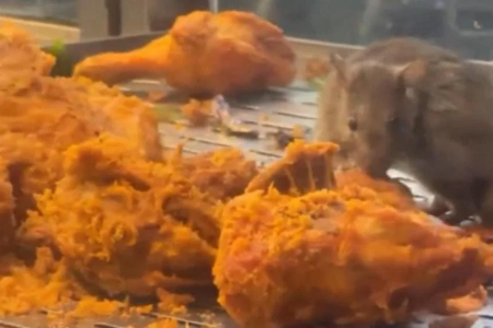 KL restaurant shut after video of rat nibbling on fried chicken goes viral