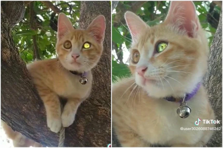 Thai cat with ‘diamond’ eye goes viral on TikTok