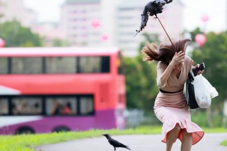 'Fierce and aggressive' crows in Bishan attack passers-by