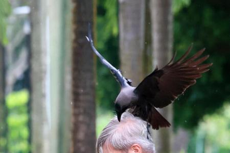 'Fierce and aggressive' crows in Bishan attack passers-by