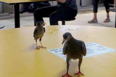 From rats to birds, these pests make dining at People's Park Food Centre a pain