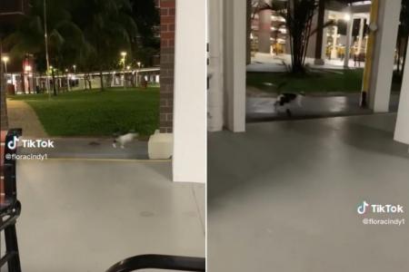 Video of rat chasing cat around HDB void deck goes viral 