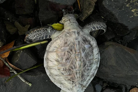 Critically endangered green sea turtle found dead on shores of Pasir Ris Park