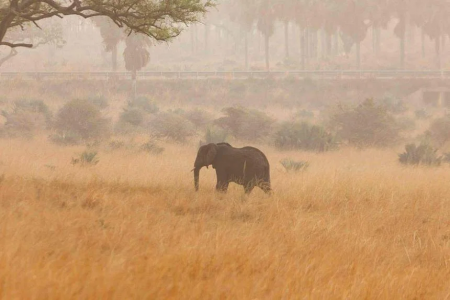 Yet another selfie seeker in India killed by wild elephant