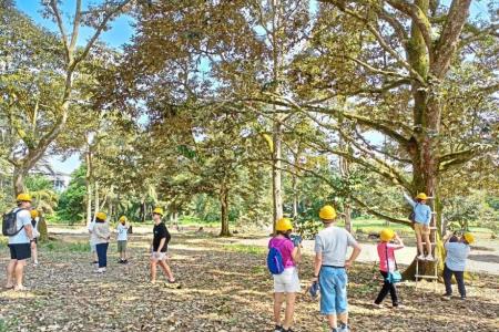 Bumper durian harvest draws Singaporeans