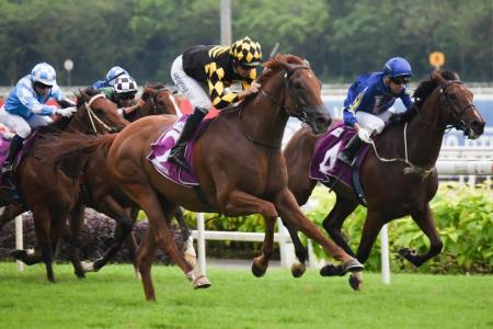 Golden Monkey conquers the Derby