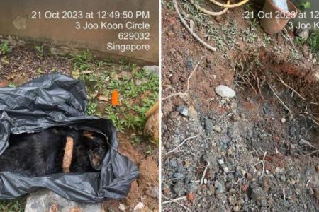 Welfare group stops dead dog from being buried in trash bag