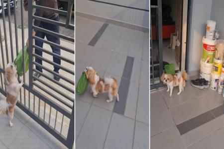 Shih tzu in Malaysia goes viral for collecting delivery parcels for owner