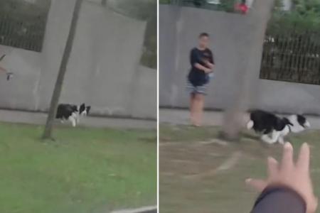 Dog out for walk in Choa Chu Kang excited to see motorcyclist ride by every morning