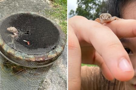 Man proud of daughter who saved lizard trapped in mesh