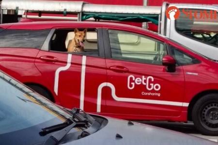 Dog spotted in GetGo car