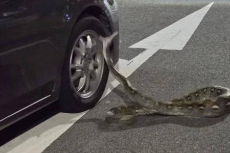 Python strikes at tyres of passing vehicles in Teck Whye