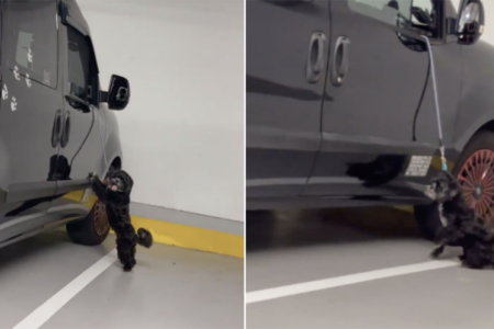 Dog spotted hanging by short leash at Ikea carpark