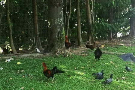 Yishun residents fed up with the birds in the neighbourhood