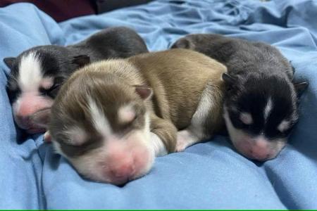 Internet sensation Siberian husky gives birth to 3 pups at new home