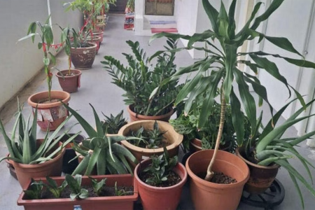 PMA user's path blocked by warring neighbours' potted plants