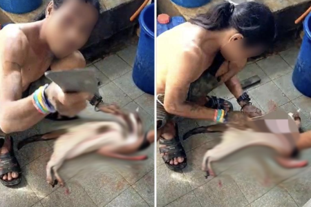 Man in Malaysia arrested for allegedly skinning cat