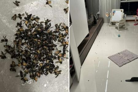 Swarm of bees invade over 20 flats in Punggol