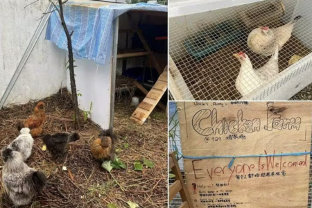 Yishun resident clucks at carpark rooftop chicken farm