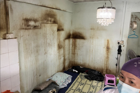 Flat with 47 cats so smelly, stench was in walls, cabinets