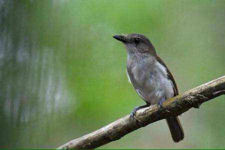 First mainland Singapore breeding of mangrove whistler confirmed