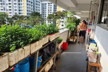 Neighbours raise stink over 'fertiliser' used in corridor garden