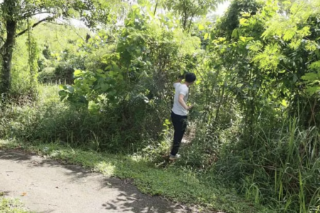 Women allegedly offer sexual services in Kranji wooded area