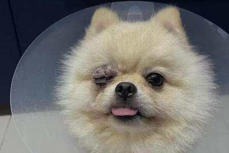 Dog loses eye after owner's friend allegedly put it under someone else's watch