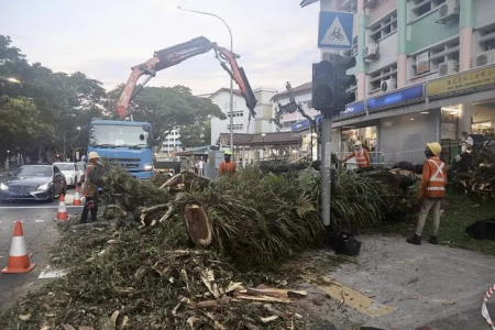 Passer-by pushes woman out of harm's way as tree falls in Jurong West