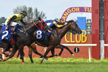 Golden Sardine set for fourth win