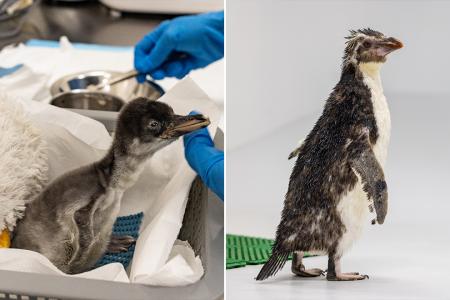 New penguins bring festive cheer to Bird Paradise