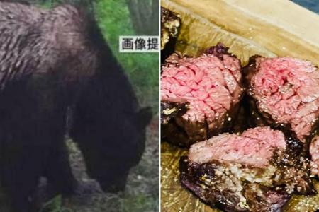 Japan’s diners rush to taste infamous ‘Oso18’ bear that killed at least 30 cows in Hokkaido 