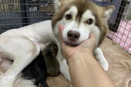 Internet sensation Siberian husky gives birth to 3 pups at new home