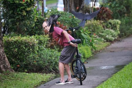 What should you do when a crow attacks?