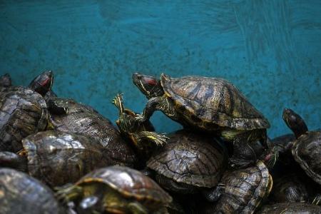 Man charged for allegedly smuggling 5,160 terrapins 