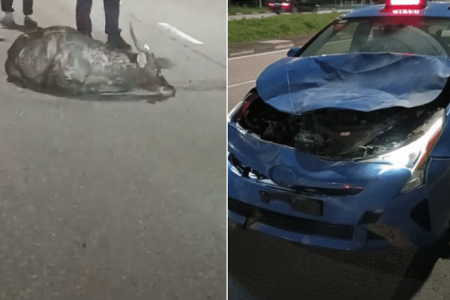 Rare sambar deer killed in accident with taxi in Mandai Road  