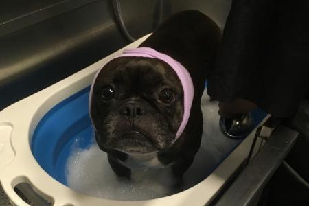 A dog enjoying the full workings of a spa at Happy Dog.