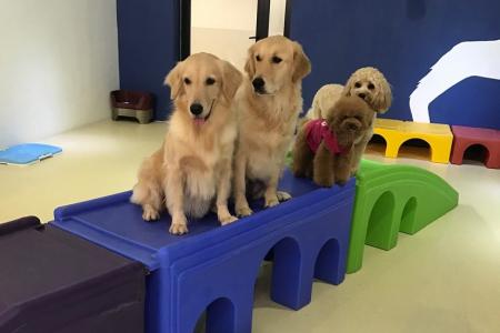 Doggy Daycare - The Snuggery.