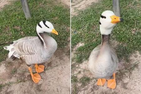 Outrage in China after star goose kicked to death at tourist site 