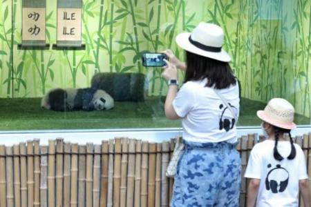 First panda cub born in Singapore can now be seen twice daily