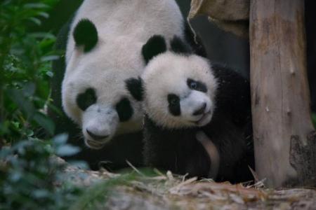 S'pore's first panda cub Le Le joins mum at Giant Panda Forest exhibit